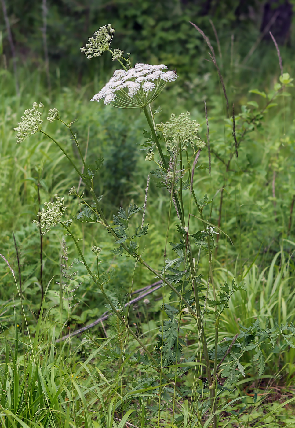 Image of Seseli libanotis specimen.