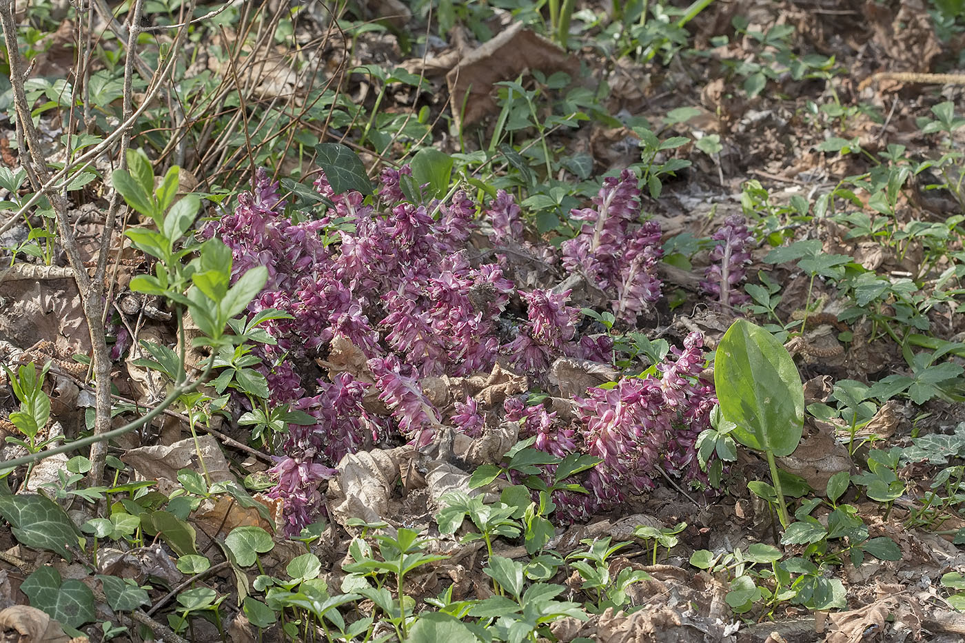 Image of Lathraea squamaria specimen.