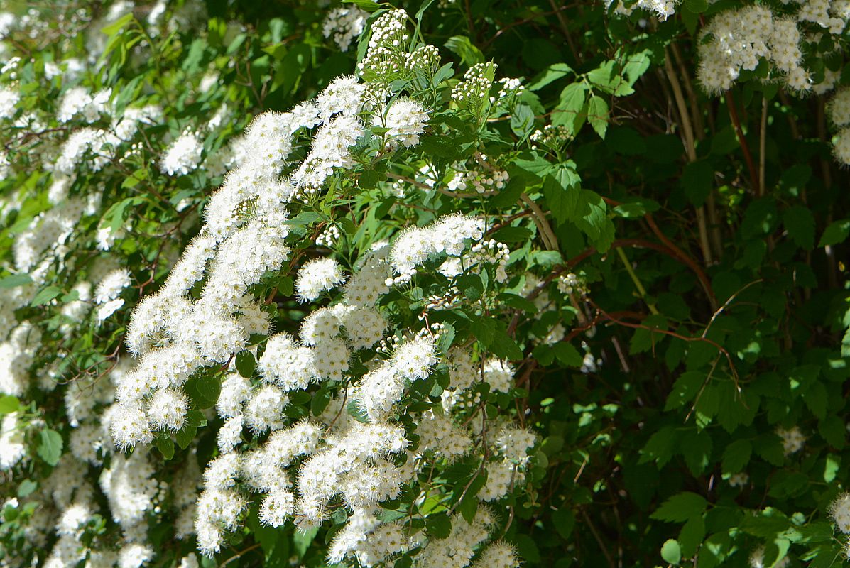 Image of Spiraea chamaedryfolia specimen.