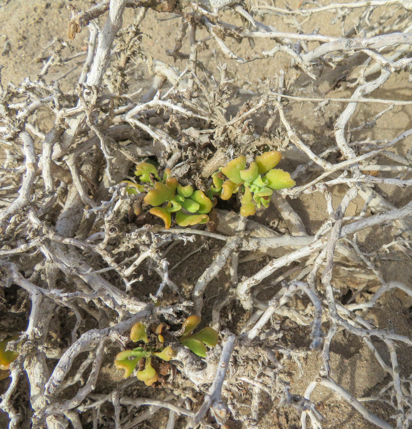 Изображение особи Tetragonia decumbens.