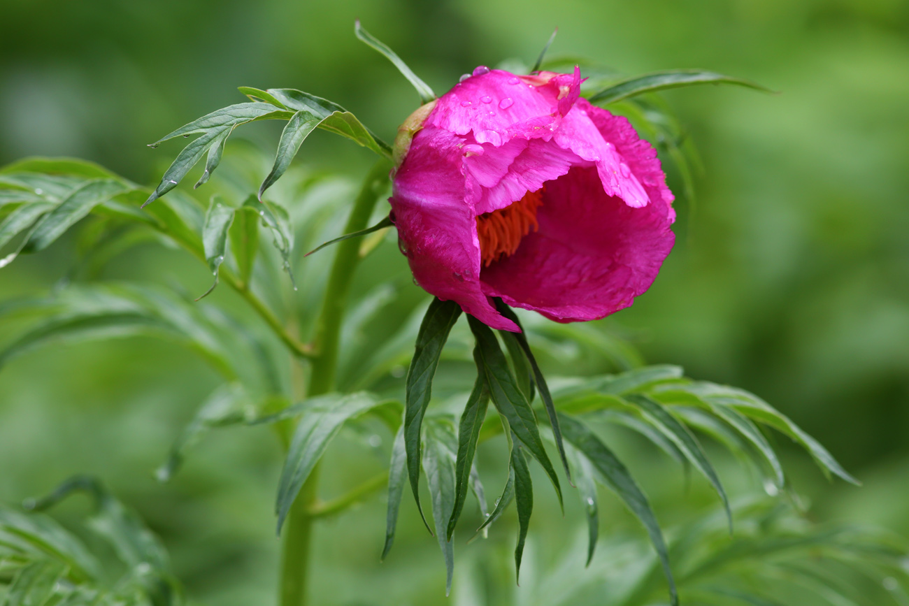 Изображение особи Paeonia anomala.