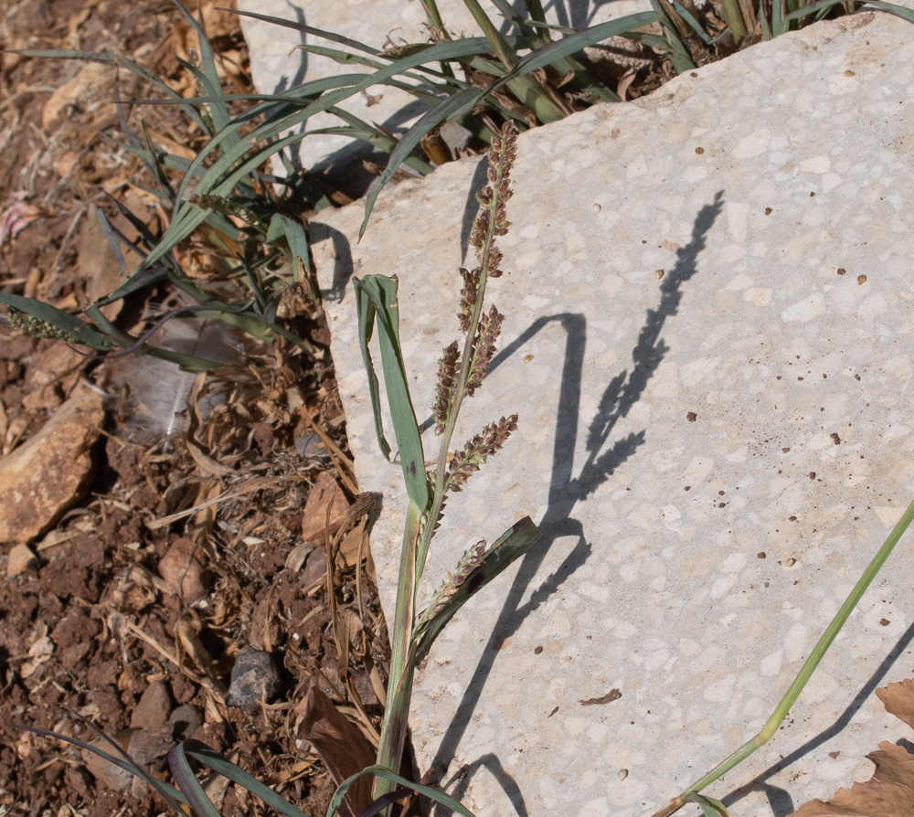 Изображение особи Echinochloa colonum.