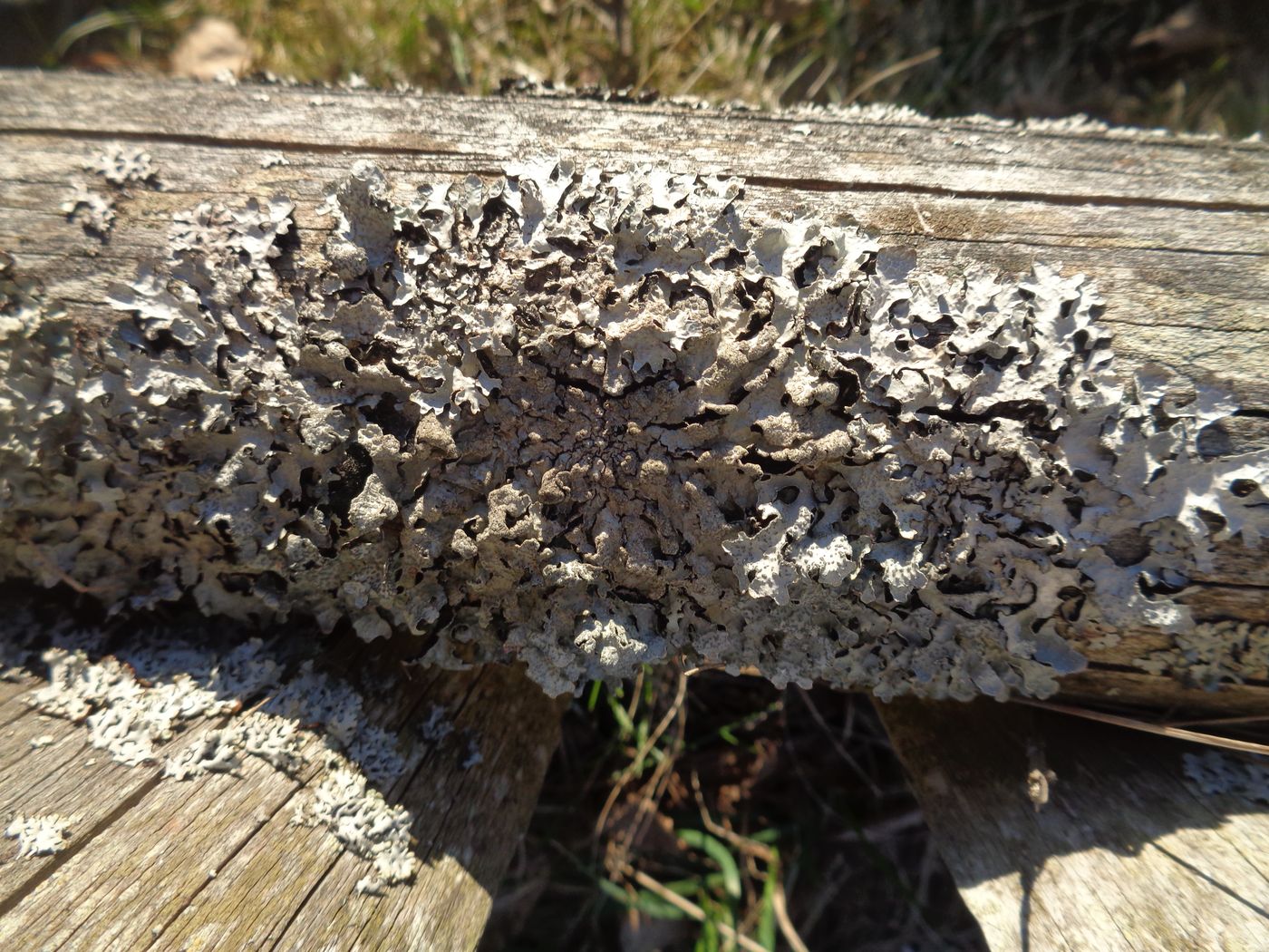 Image of Parmelia sulcata specimen.