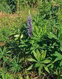 Lupinus polyphyllus. Цветущее и плодоносящее растение. Московская обл., окр. г. Железнодорожный, долина р. Чёрная, залежь. 06.07.2020.