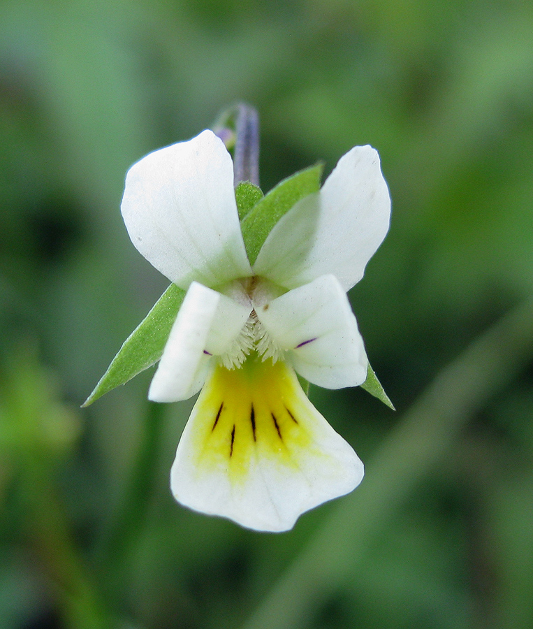 Image of Viola arvensis specimen.