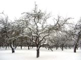 Malus domestica. Заснеженные покоящиеся деревья. Беларусь, г. Минск, Лошицкий парк. 12.01.2021.