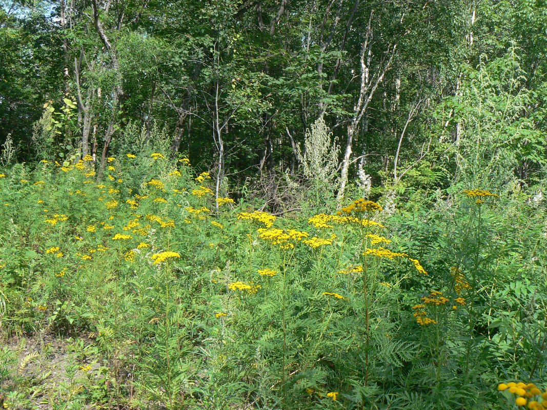 Image of Tanacetum boreale specimen.