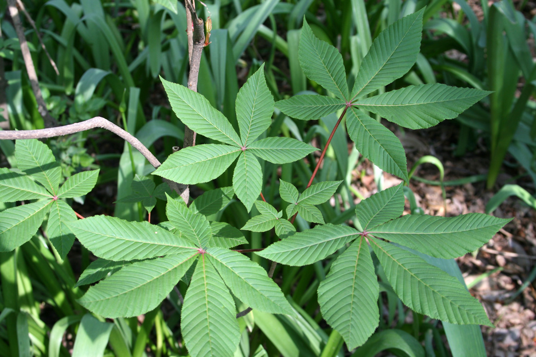 Image of Aesculus flava specimen.