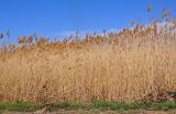 Phragmites australis. Сухие прошлогодние растения с соплодиями. Волгоградская обл., Калачёвский р-н, южное побережье Береславского водохранилища, у воды. 16.04.2021.