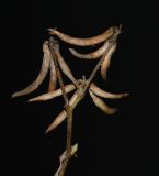 Trigonella cylindracea