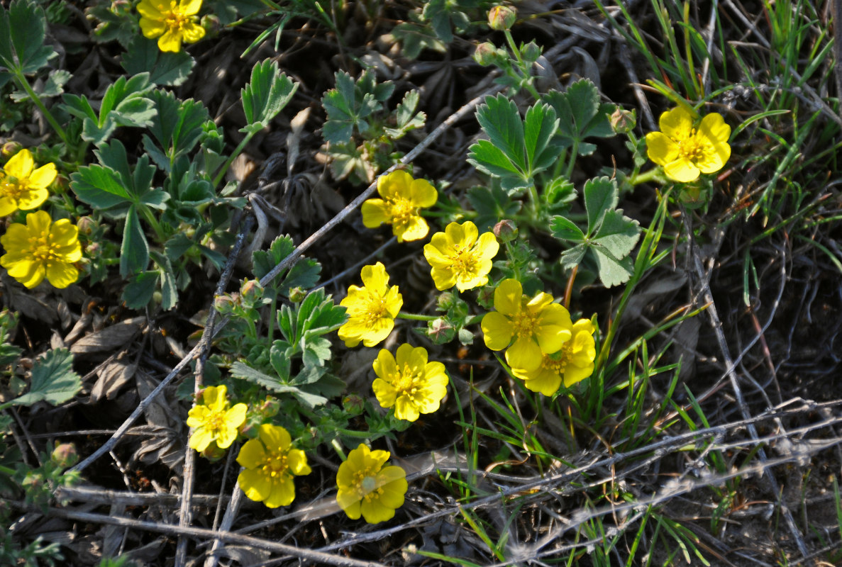 Изображение особи Potentilla incana.