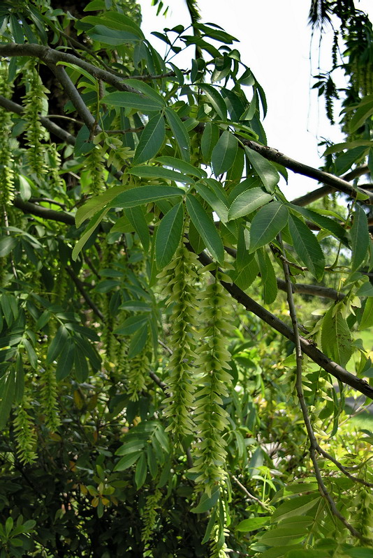 Image of Pterocarya stenoptera specimen.