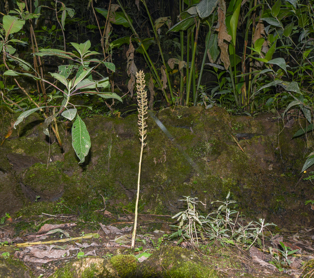 Image of familia Orchidaceae specimen.