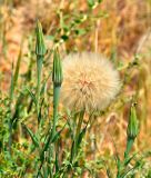 Tragopogon krascheninnikovii