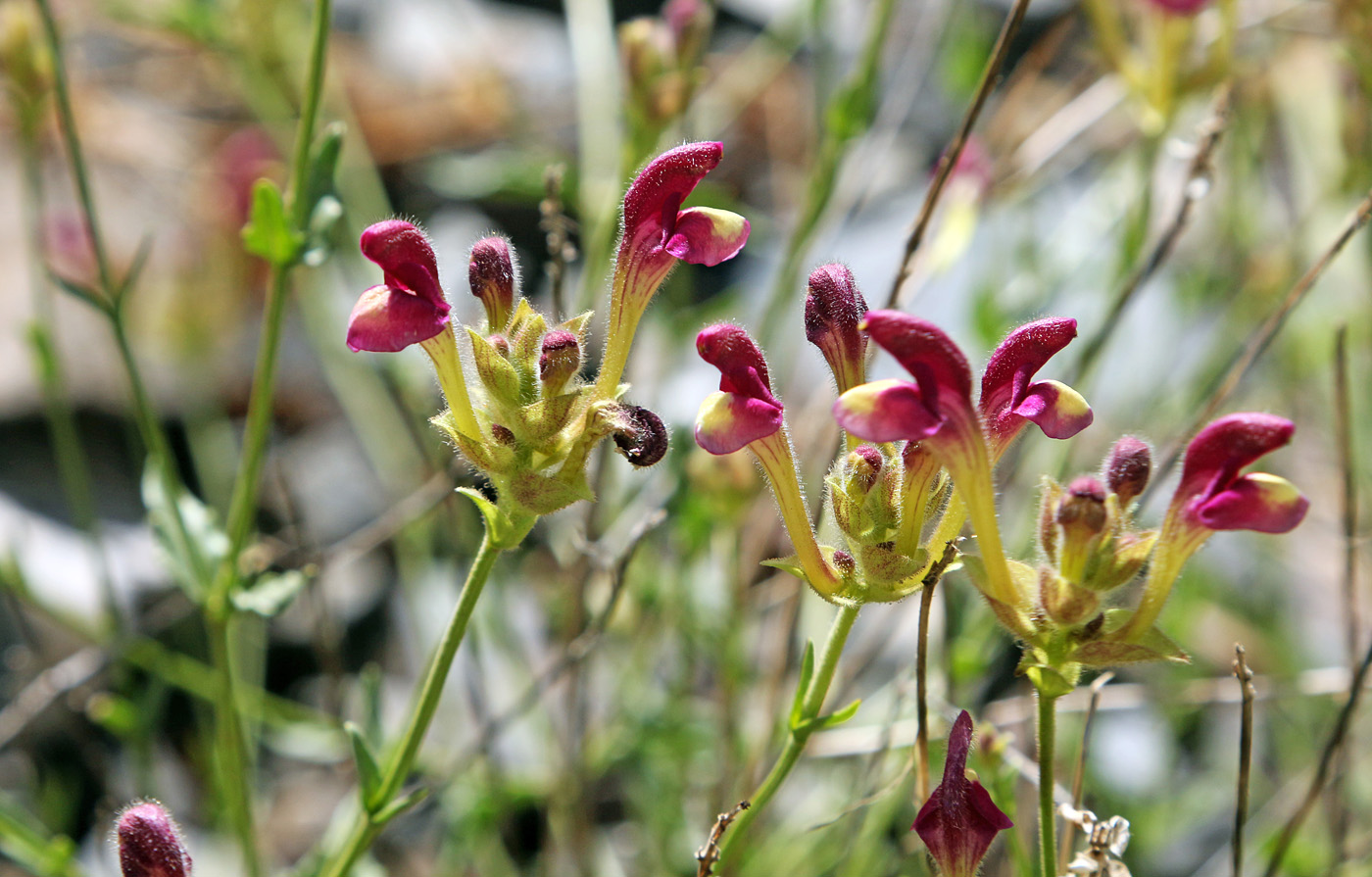 Image of Scutellaria glabrata specimen.