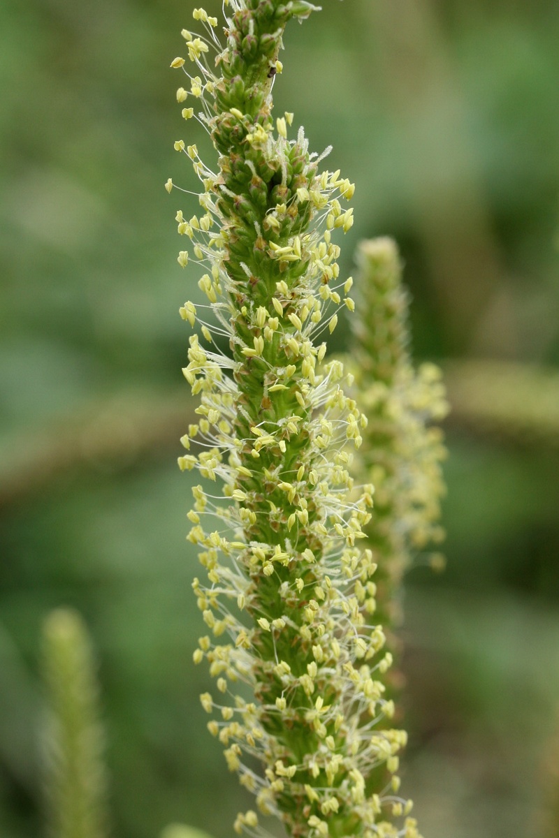 Изображение особи Plantago major.