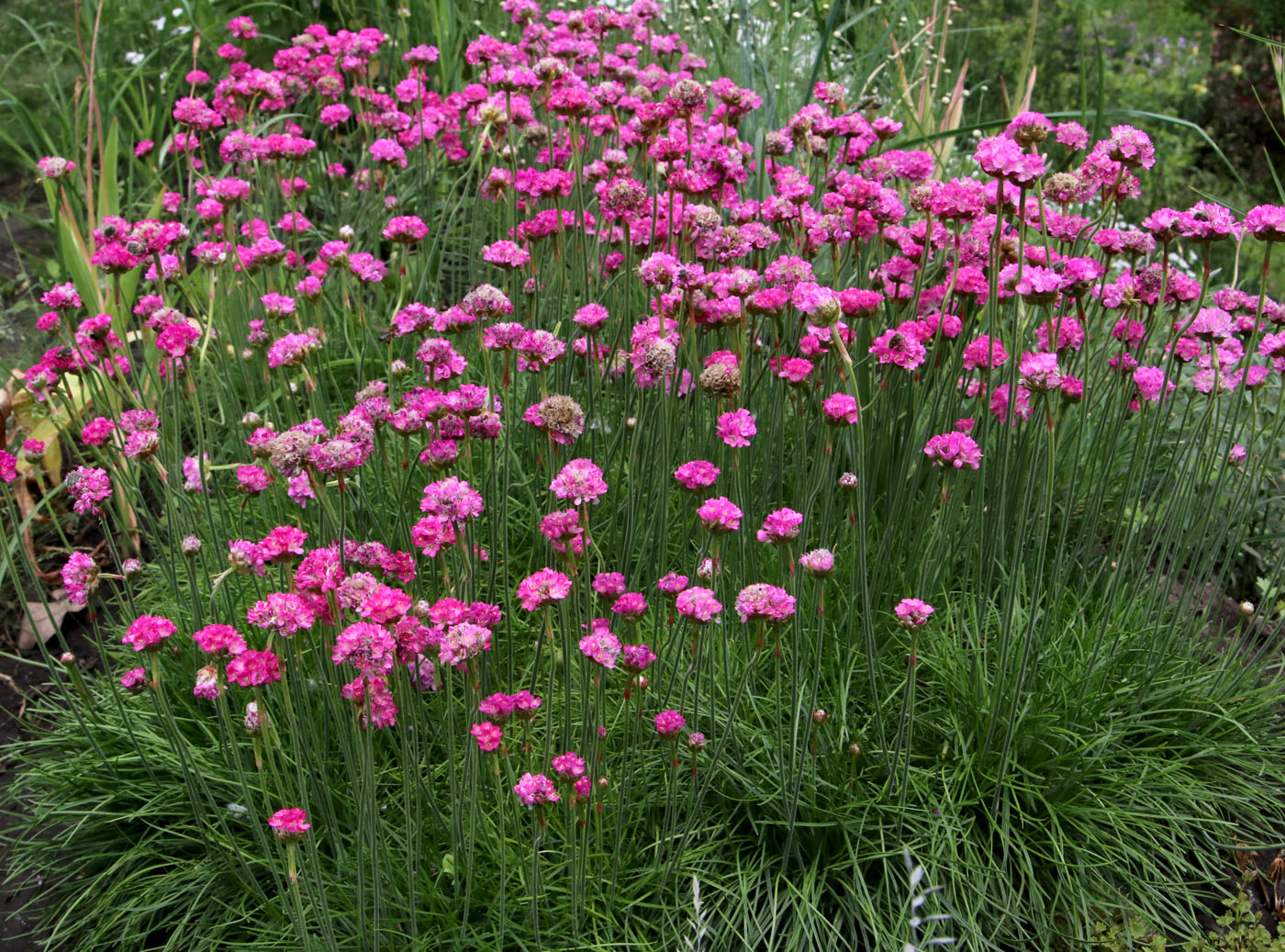 Изображение особи Armeria maritima.