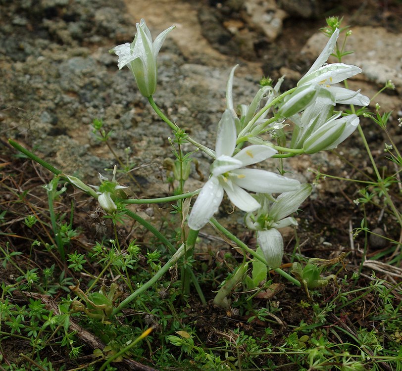 Image of Ornithogalum navaschinii specimen.