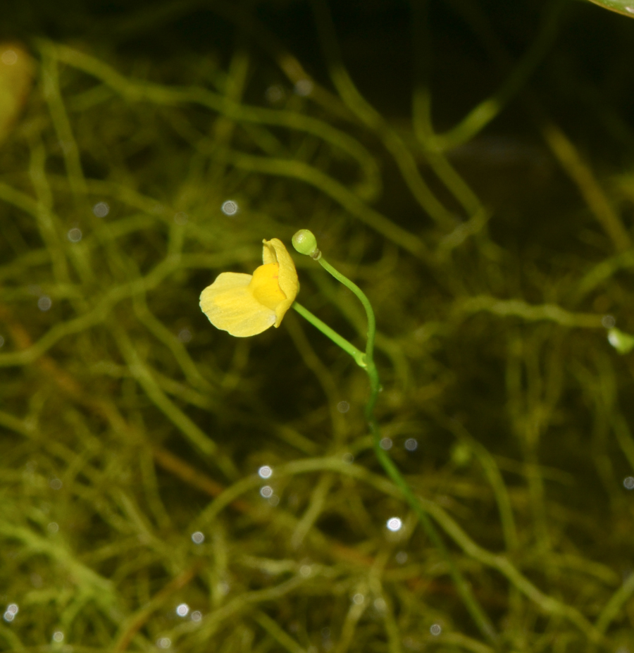 Изображение особи Utricularia gibba.