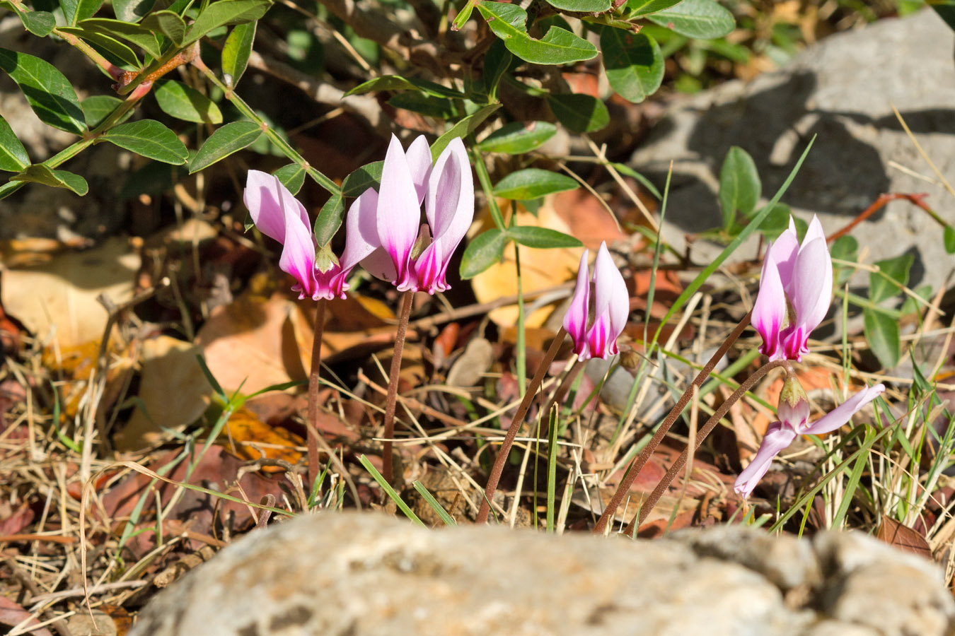 Image of Cyclamen hederifolium ssp. confusum specimen.