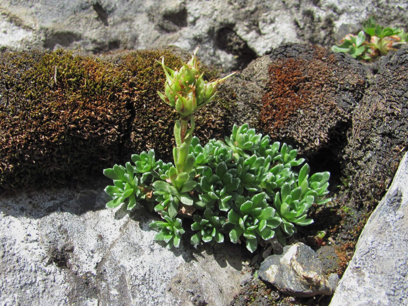 Изображение особи род Saxifraga.