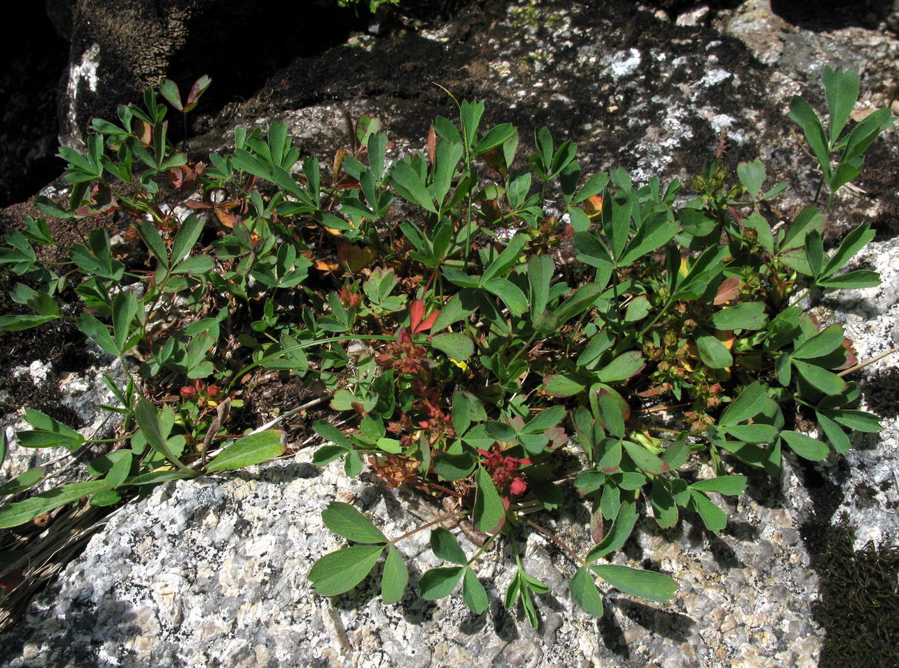 Изображение особи Sibbaldia procumbens.