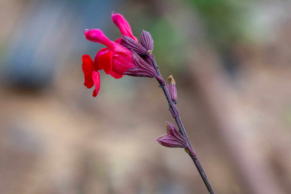 Image of Salvia greggii specimen.