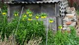 Fritillaria imperialis. Цветущие растения. Московская обл., г. Электрогорск, частное подворье, в культуре. 02.05.2022.