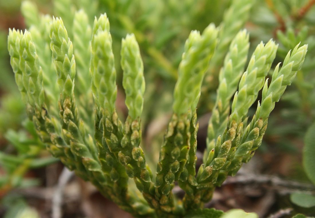 Image of Diphasiastrum alpinum specimen.