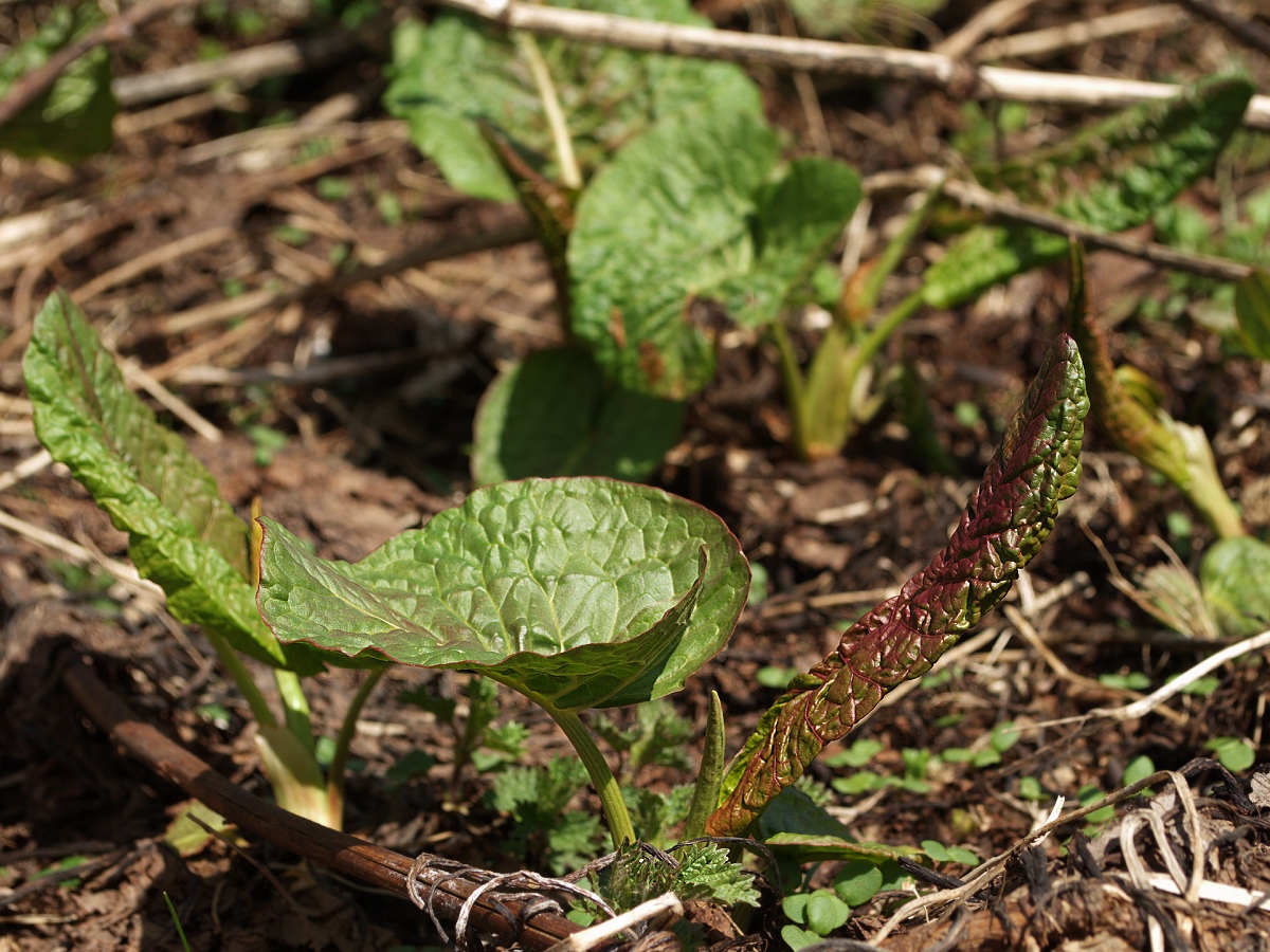 Изображение особи Rumex alpinus.