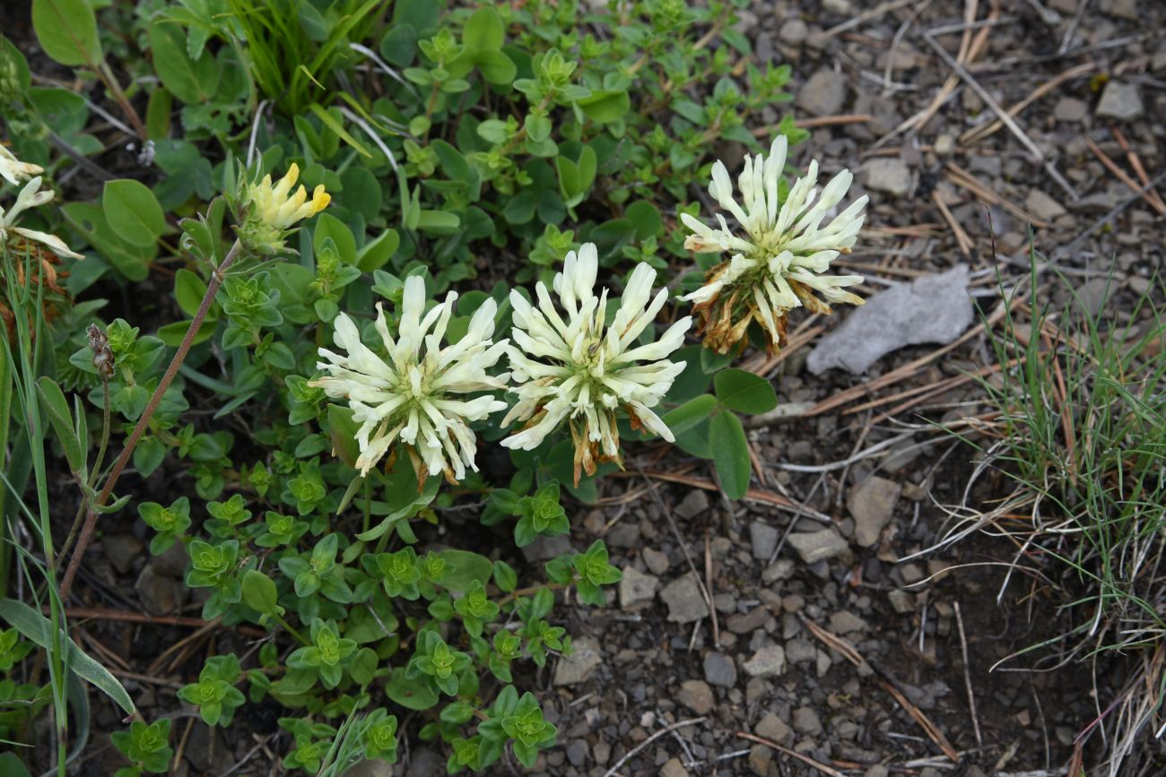 Image of Trifolium canescens specimen.