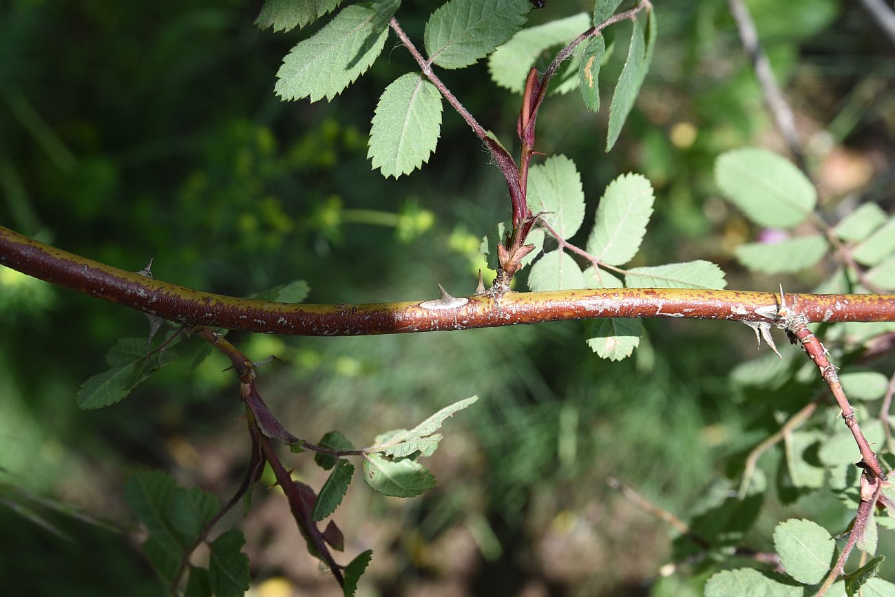 Image of genus Rosa specimen.