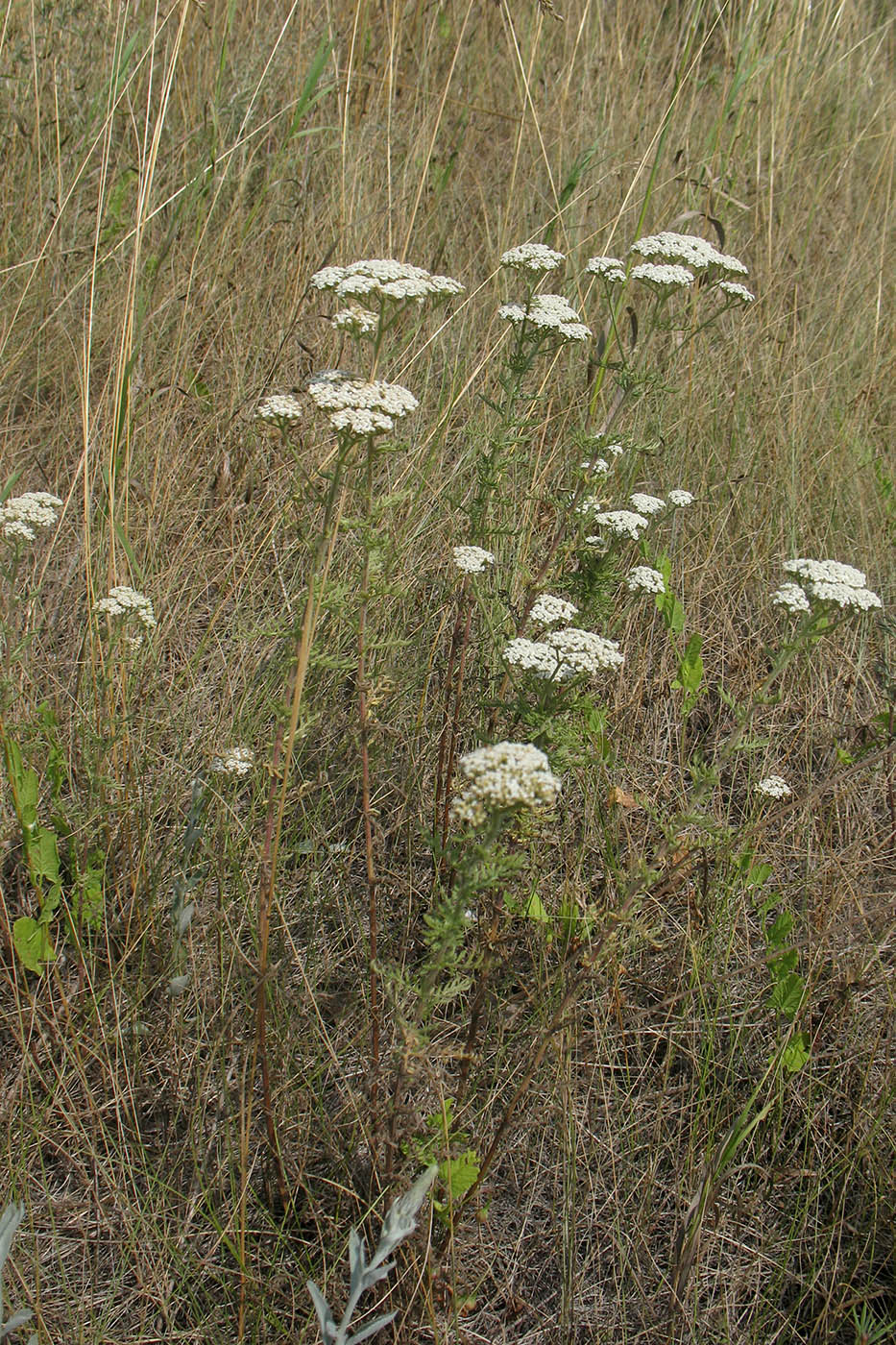 Image of Achillea nobilis specimen.