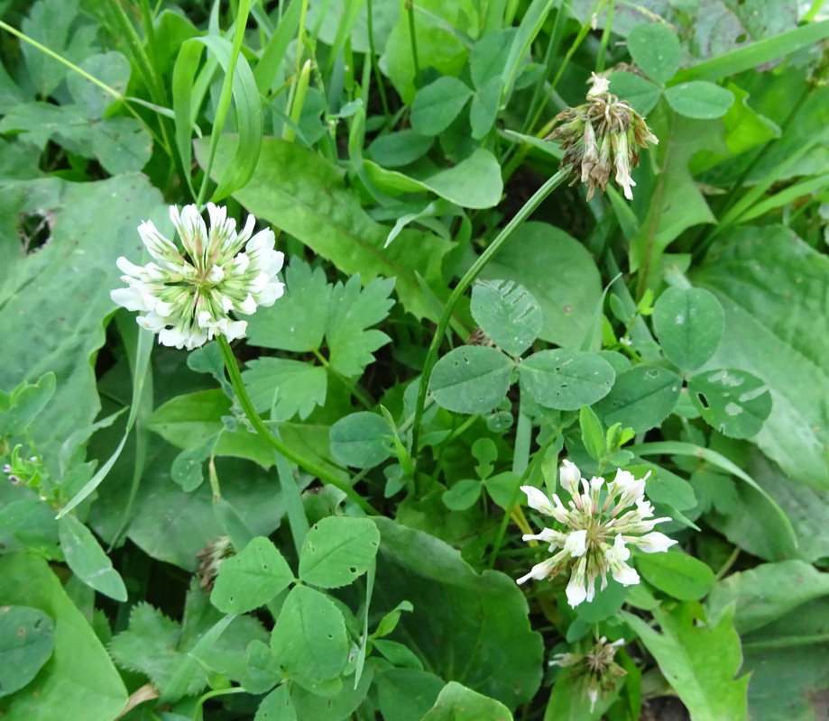 Image of Trifolium repens specimen.