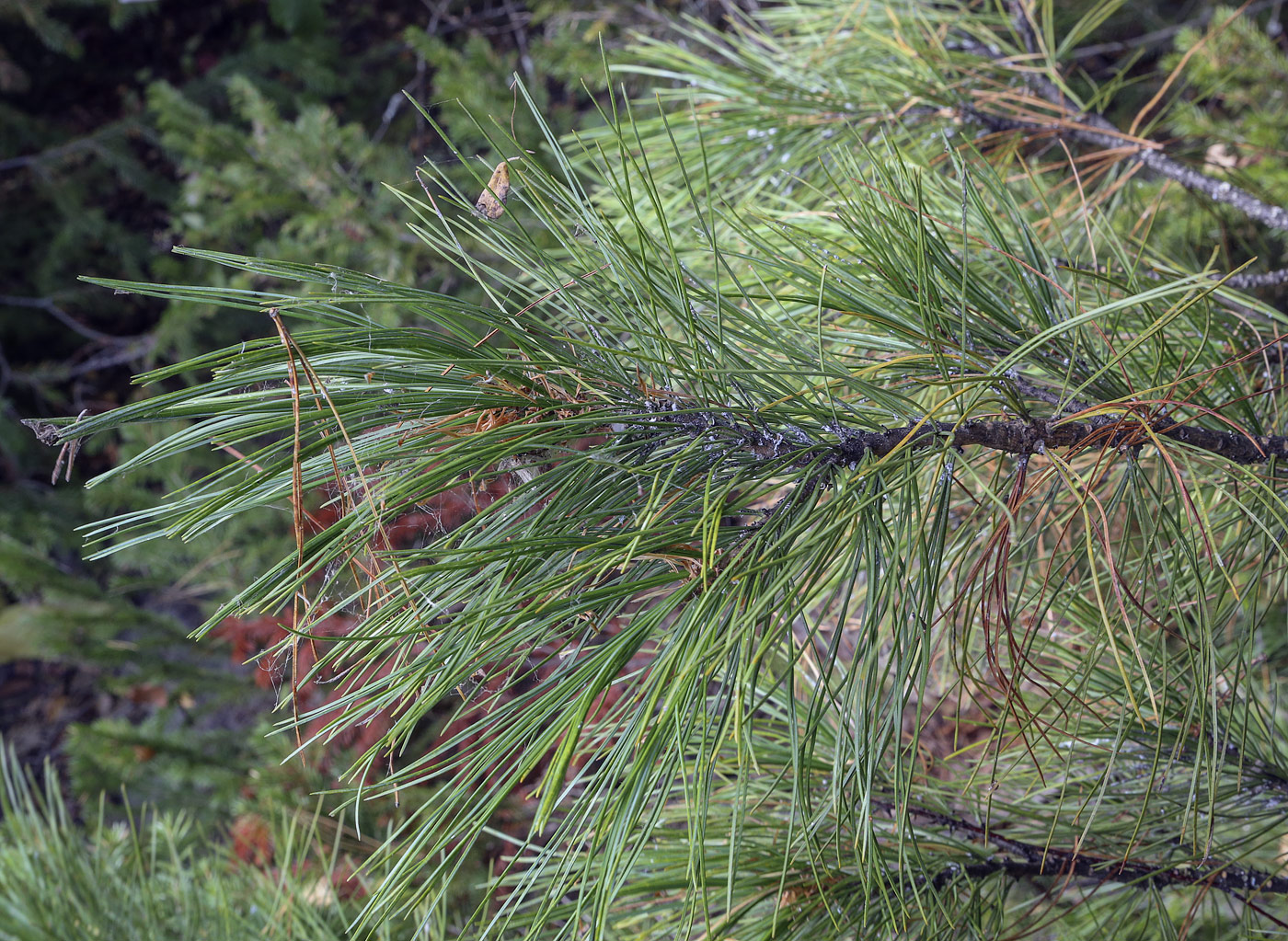 Изображение особи Pinus sibirica.