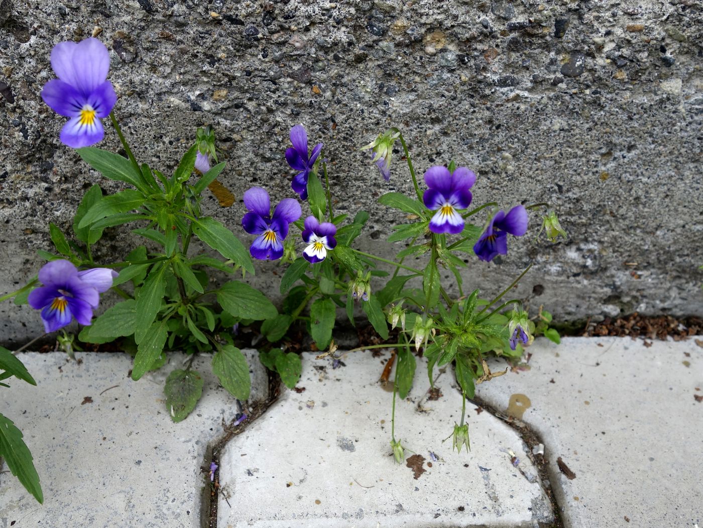 Image of Viola tricolor specimen.