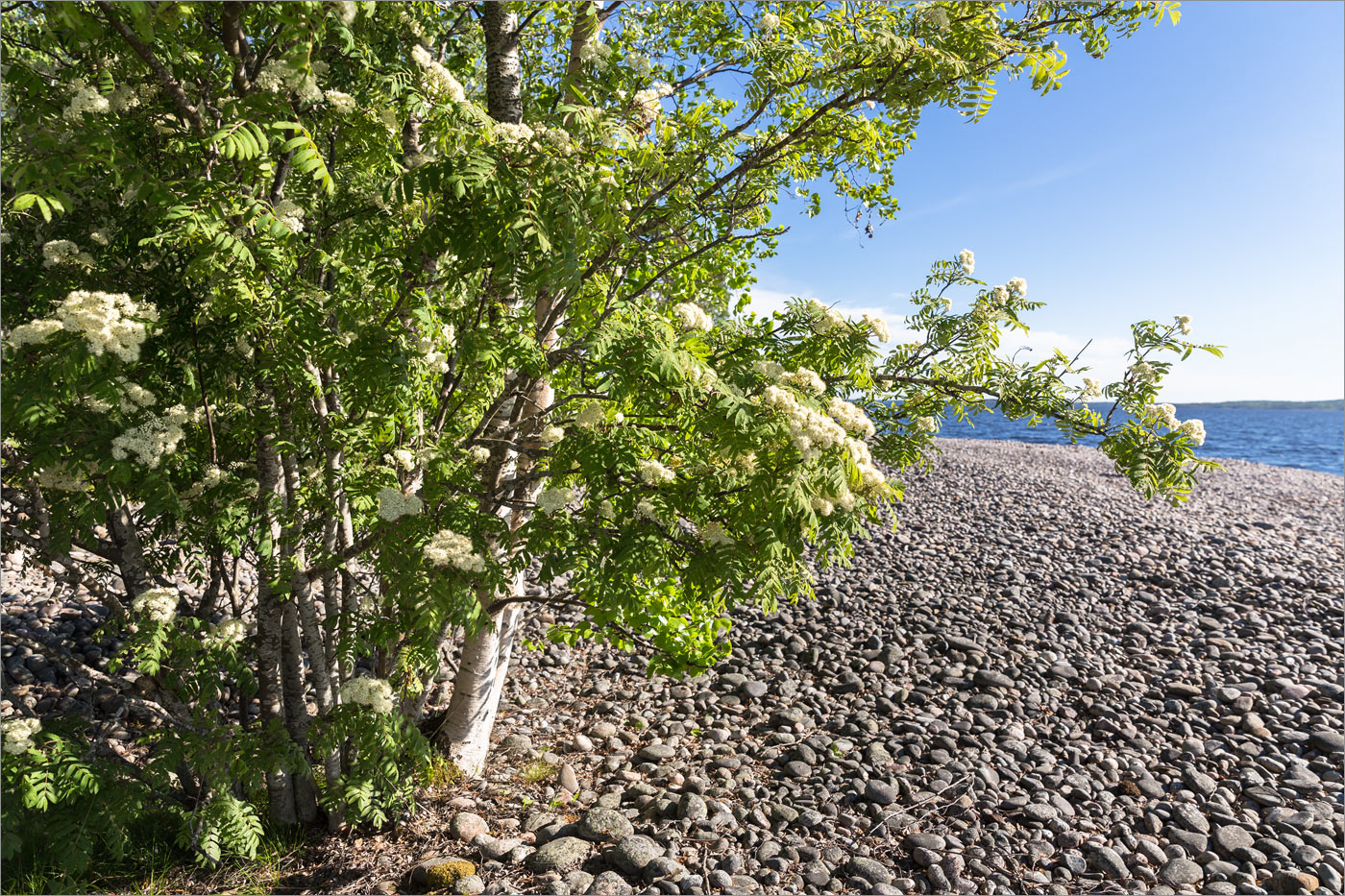 Изображение особи Sorbus aucuparia.