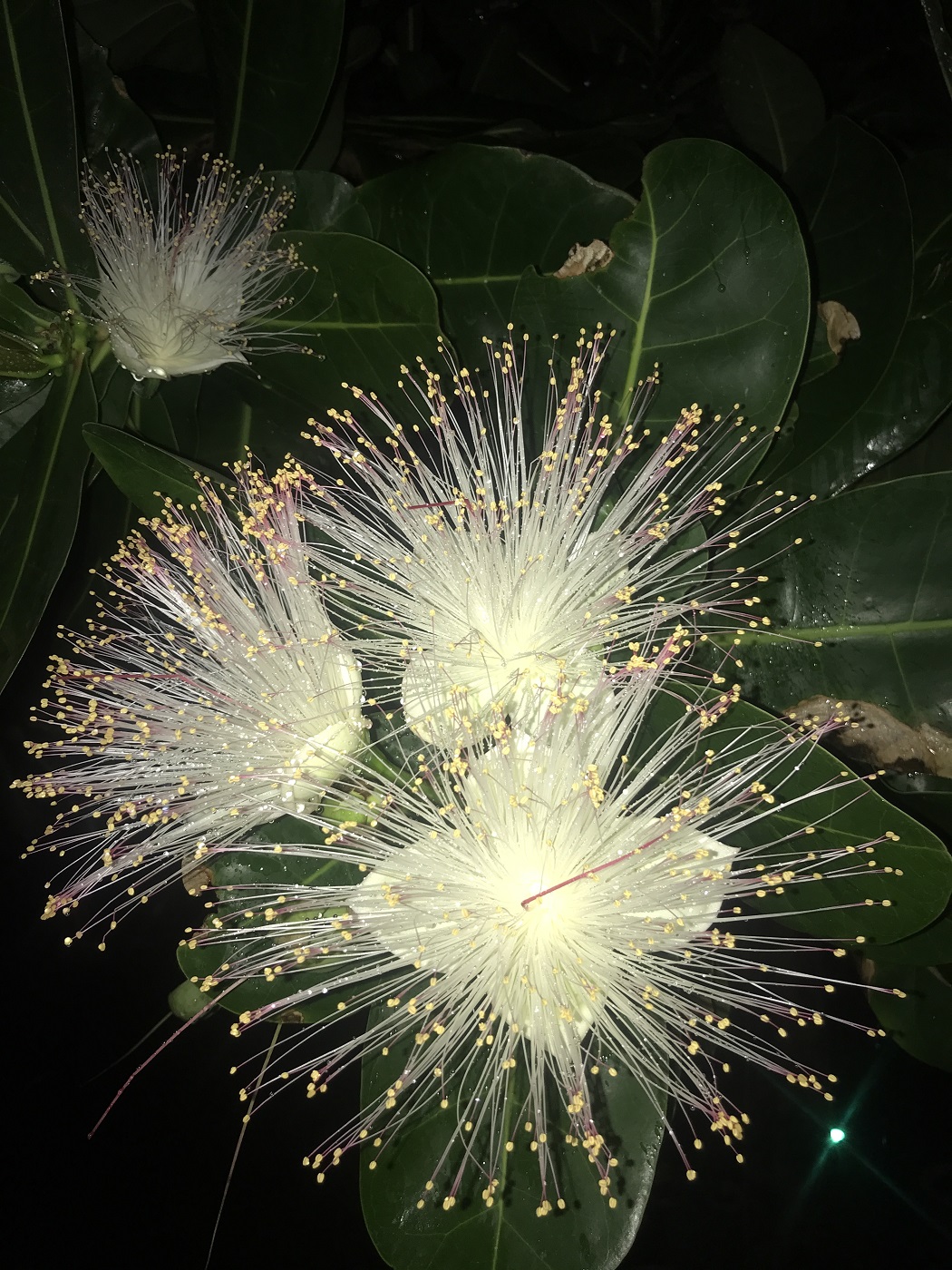 Image of Barringtonia asiatica specimen.