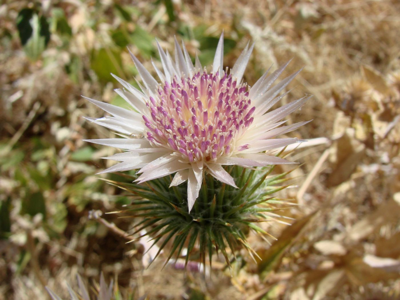 Image of Cousinia radians specimen.