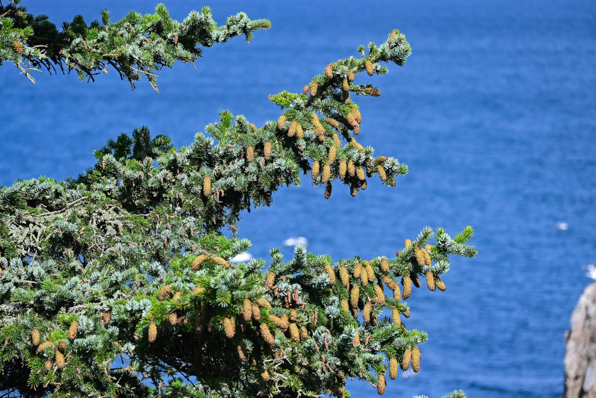 Image of Picea ajanensis specimen.