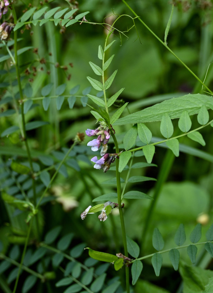 Изображение особи Vicia sepium.