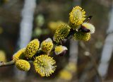 genus Salix