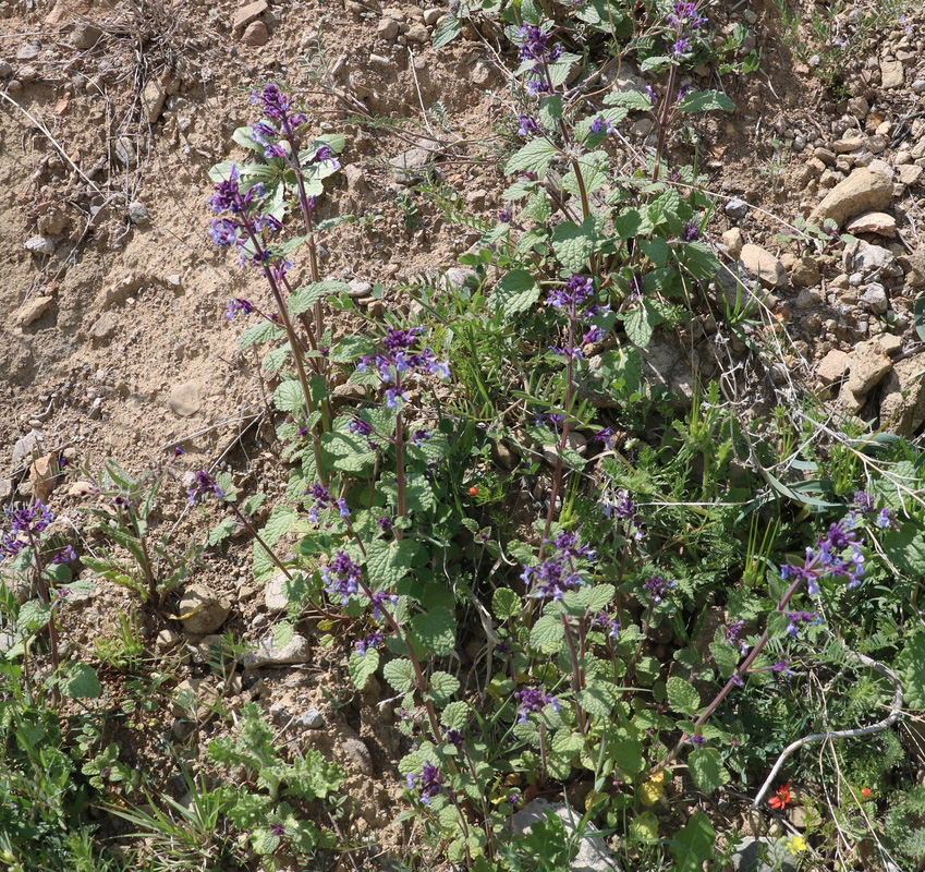 Изображение особи род Nepeta.