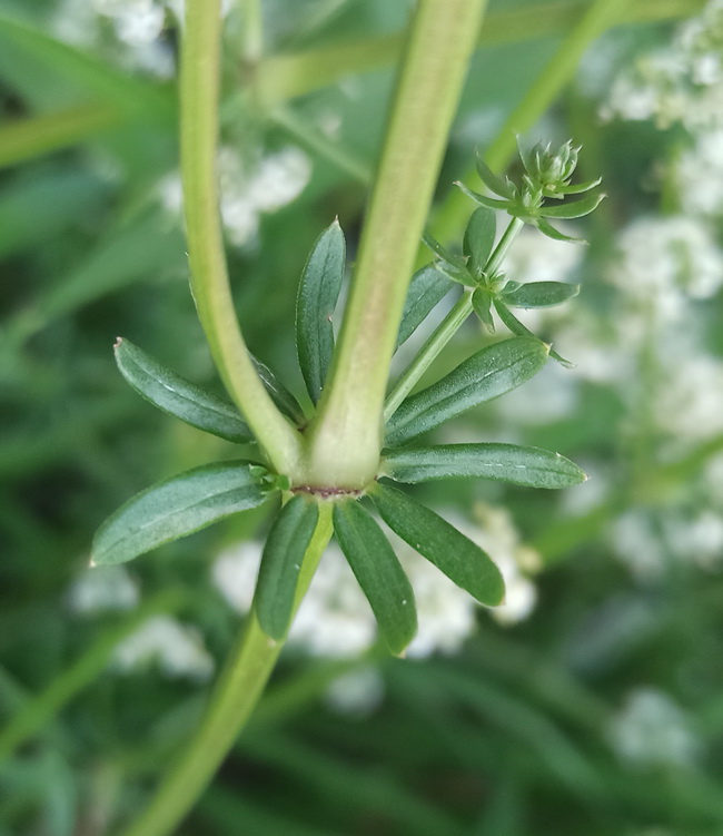 Изображение особи Galium mollugo.