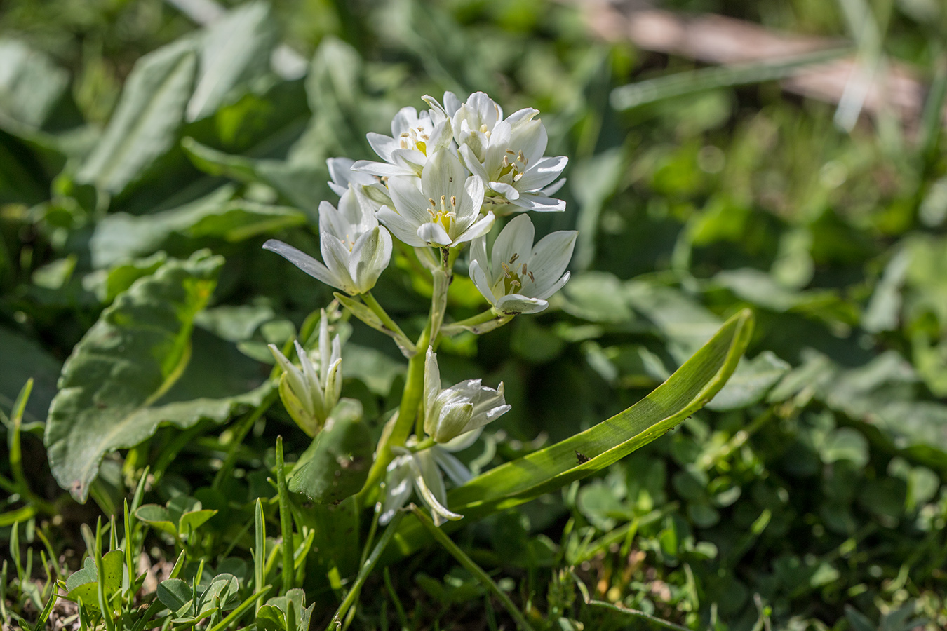 Изображение особи Ornithogalum balansae.