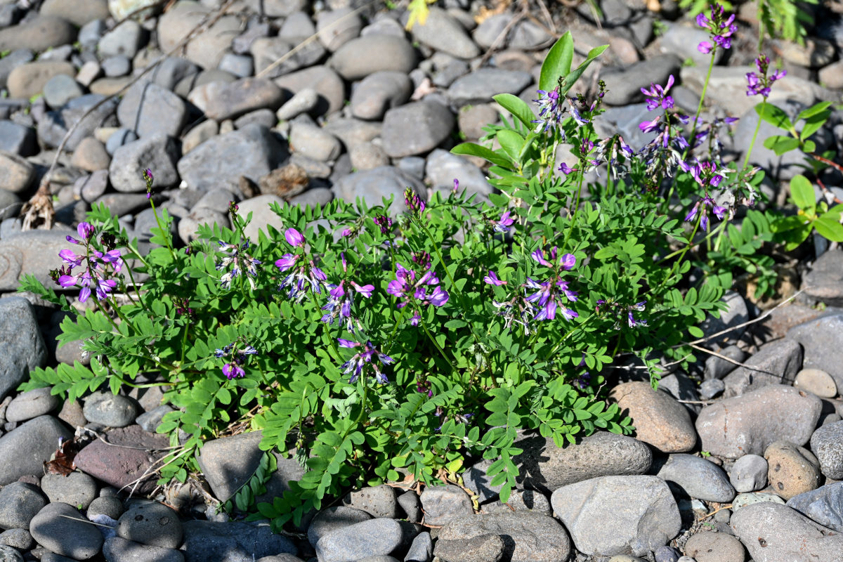 Image of Astragalus subpolaris specimen.