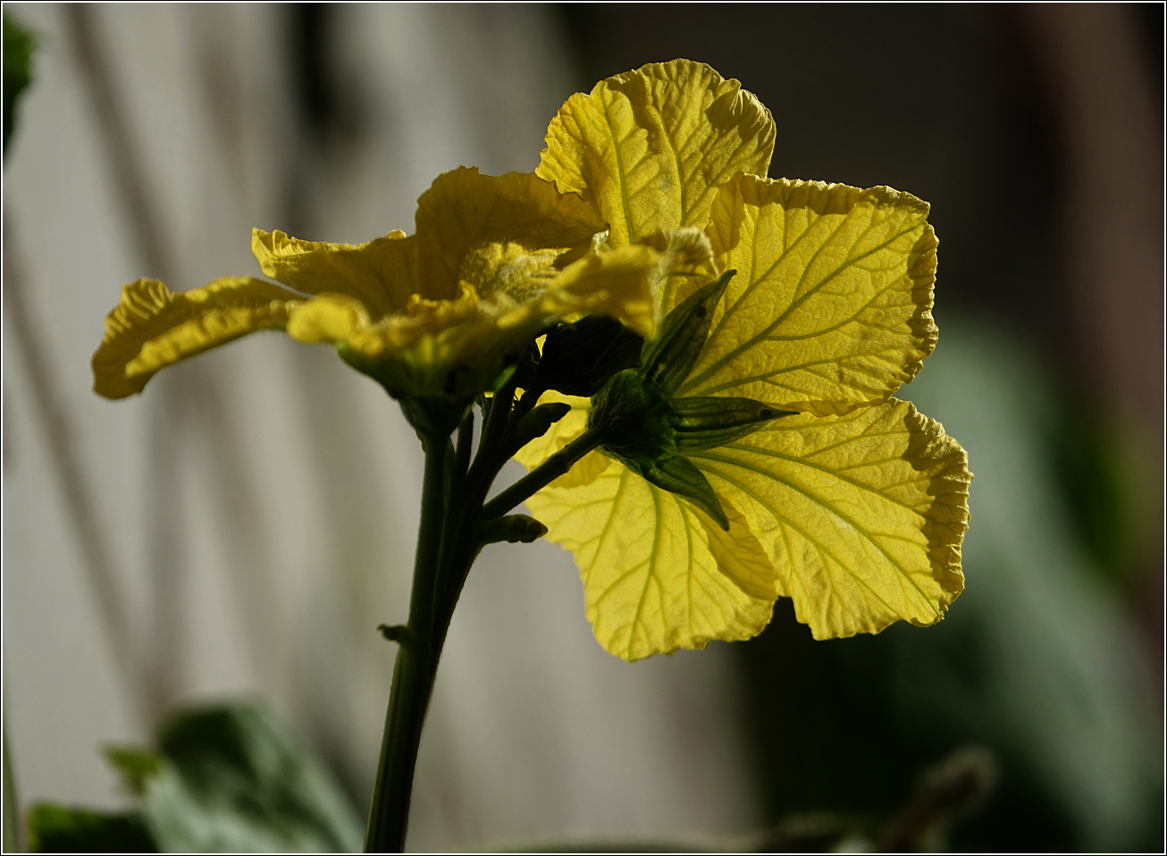 Изображение особи Luffa aegyptiaca.