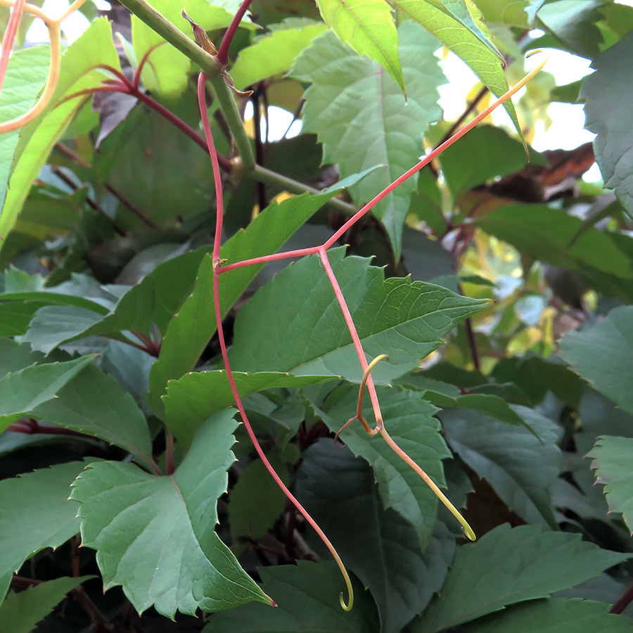 Image of Parthenocissus inserta specimen.