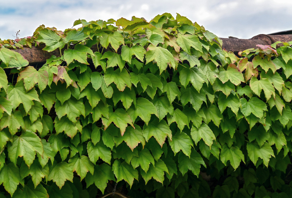 Изображение особи Parthenocissus tricuspidata.