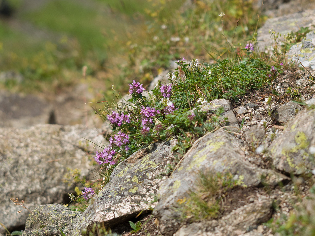 Изображение особи Thymus nummularius.